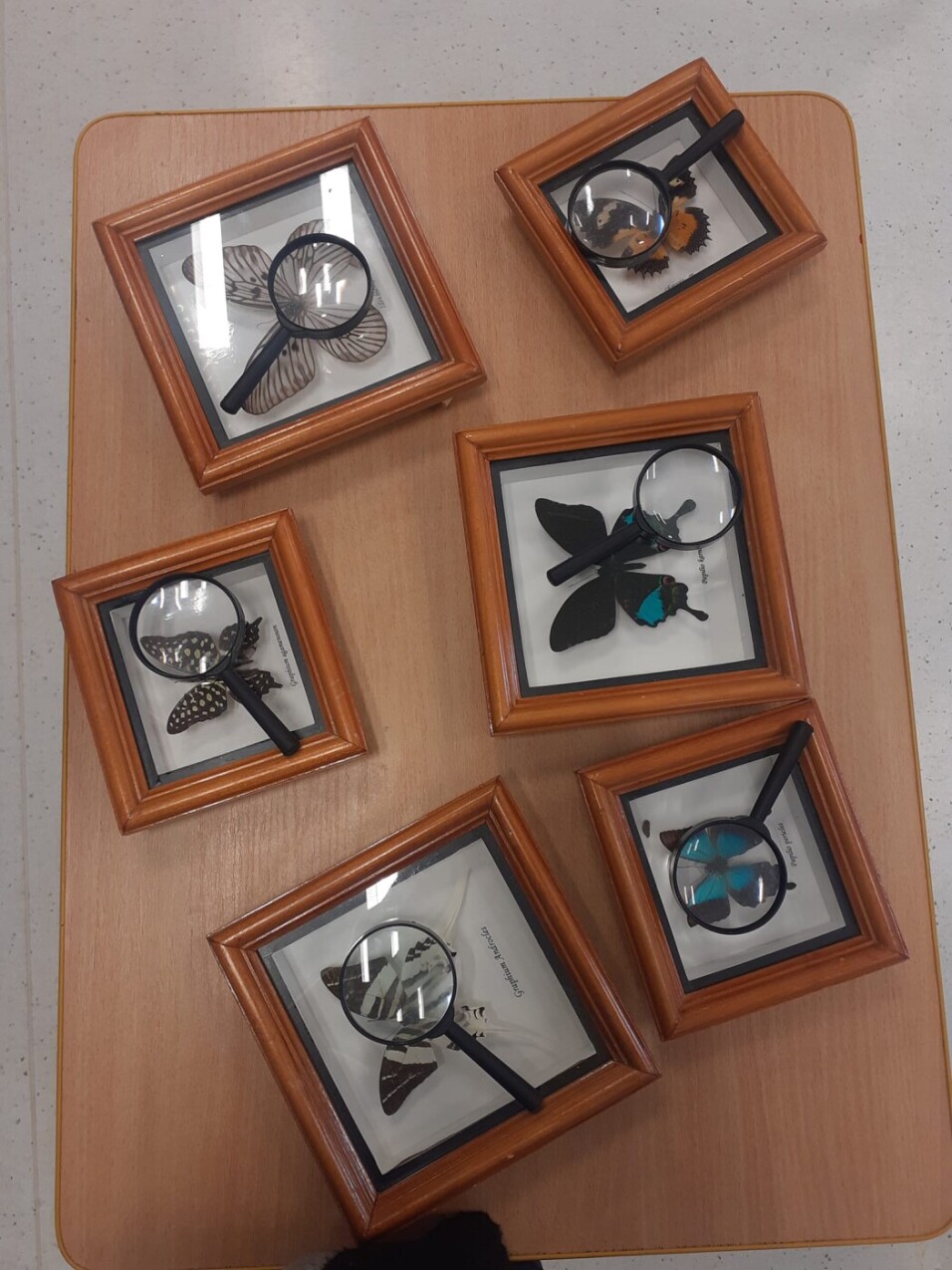 Mali Einsteini - Świat Motyli